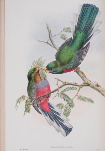 Hapaloderma Narina, plate fra The Birds of Great Britain av John Gould, utgitt 1862-73 (håndfarget lito) av John Gould