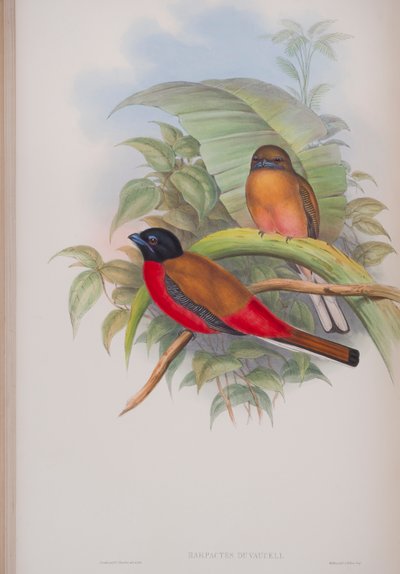 Harpactes Duvauceli, plate fra The Birds of Great Britain av John Gould, utgitt 1862-73 (håndfarget lito) av John Gould
