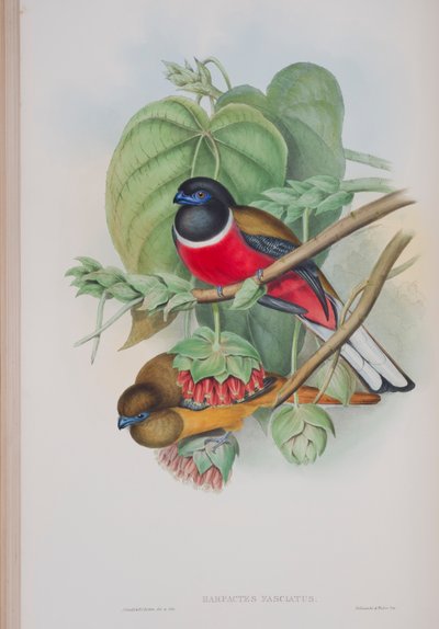 Harpactes Fasciatus, plate fra The Birds of Great Britain av John Gould, utgitt 1862-73 (håndfarget lito) av John Gould