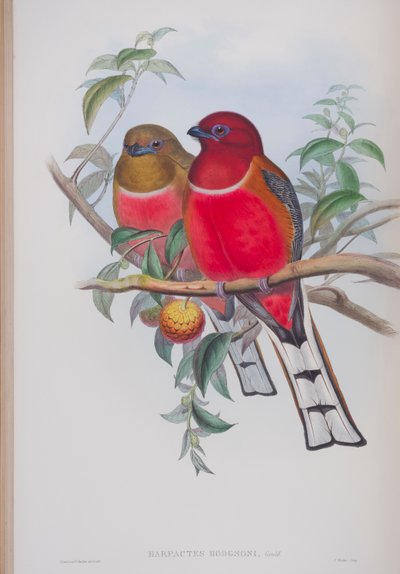 Harpactes Hodgsoni, plate fra The Birds of Great Britain av John Gould, utgitt 1862-73 (håndfarget lito) av John Gould