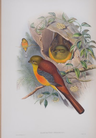 Harpactes Oreskios, plate fra The Birds of Great Britain av John Gould, utgitt 1862-73 (håndfarget lito) av John Gould