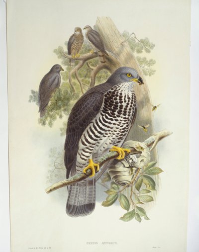 Honey-buzzard (Pernis apivorus), illustrasjon av John Gould