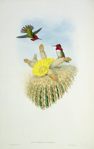 Hummingbird, gravert av Walter og Cohen av John Gould