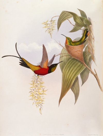 Kolibrier (Topaza Pyra) fra A Monograph of the Trochilid av John Gould