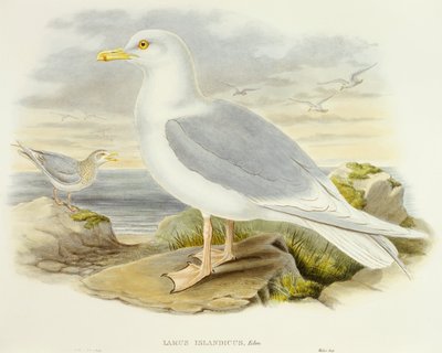 Islandsmåke (Larus glaucoides), Gravering av John Gould av John Gould