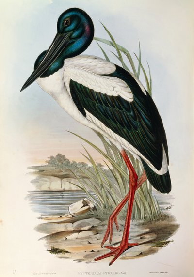 Illustrasjon fra John Goulds "The Birds of Australia" som representerer svarthalset stork Ephippiorhynchus asiaticus, av John Gould