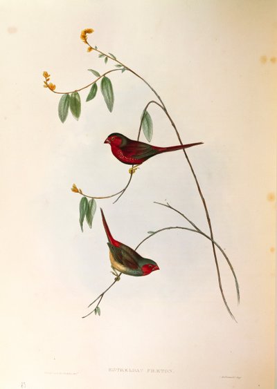 Illustrasjon fra John Goulds "The Birds of Australia" som representerer Crimson Finch Neochmia phaeton, farget gravering av John Gould