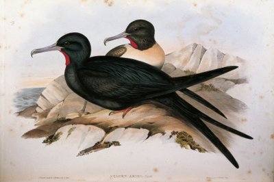 Illustrasjon fra John Goulds "The Birds of Australia" som representerer Lesser Frigatebird Fregata ariel, av Oscar Dressler av John Gould