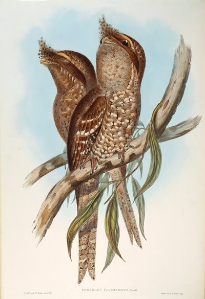 Illustrasjon fra John Goulds "The Birds of Australia" som representerer Tawny Frogmouth Podargus strigoides, av Oscar Dressler av John Gould