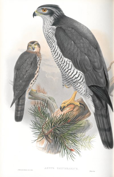 Illustrasjon av Astur Palumbarius (Goshawk) av John Gould