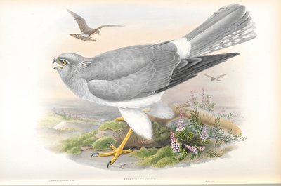 Illustrasjon av Circus Cyaneus (Hen Harrier) av John Gould