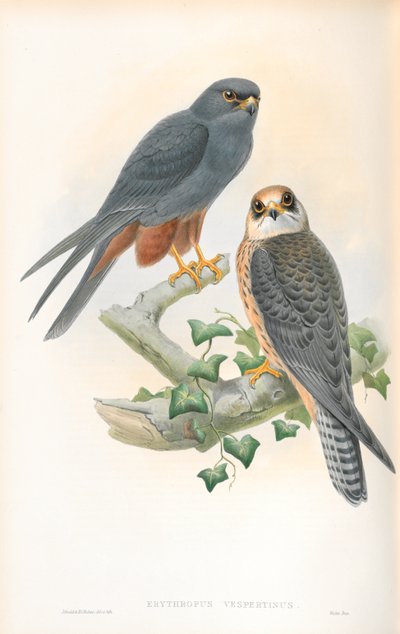 Illustrasjon av Erythropus Vespertinus (Orange-legged Hobby) av John Gould