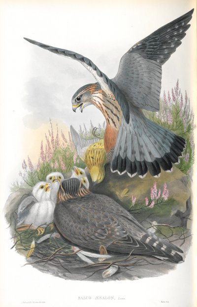 Illustrasjon av Falco Aesalon (Merlin) av John Gould