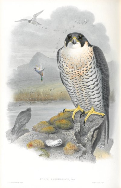 Illustrasjon av Falco Peregrinus (Peregrine Falcon) av John Gould