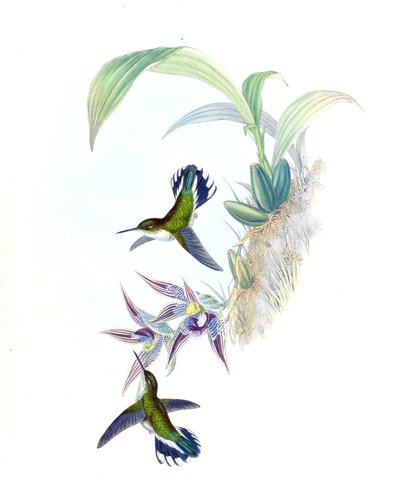 Illustrasjon av Phlogophilus hemileucurus på Paphinia cristata (orkide) av John Gould