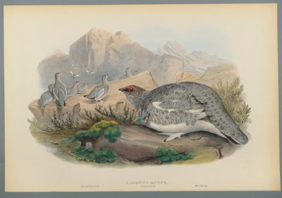Lagopus Mutus, høstfjærdrakt: Ripe (fargelitho på vevd papir) av John Gould