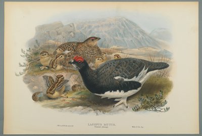 Lagopus Mutus, sommerfjærdrakt: Ripe (fargelitho på vevd papir) av John Gould