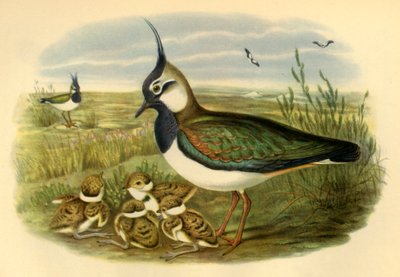 'Lapwing and Young', 1865, 1942. av John Gould
