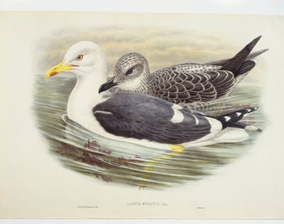 Mindre svartbak (Larus fuscus), illustrasjon av John Gould