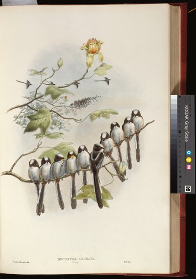 Langmeis av John Gould