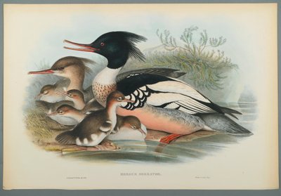 Mergus Serrator: Merganser (fargelitho på vevd papir) av John Gould