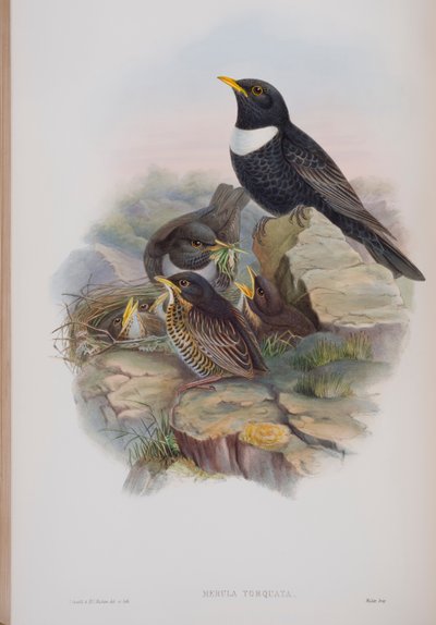 Merula Torquata, plate fra The Birds of Great Britain av John Gould, utgitt 1862-73 (håndfarget lito) av John Gould