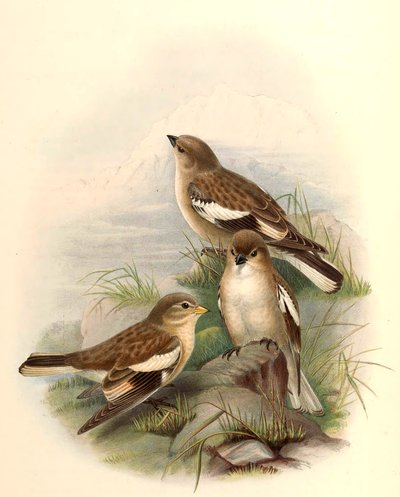 Montifringilla adamsi av John Gould