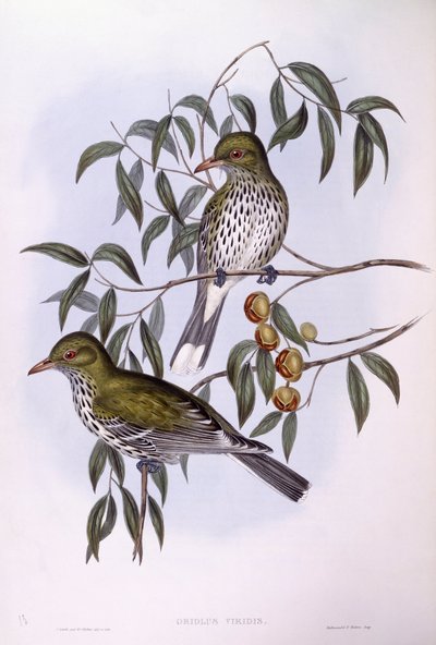 Olivenrygget oriole (Oriolus sagittatus), Gravering av John Gould av John Gould