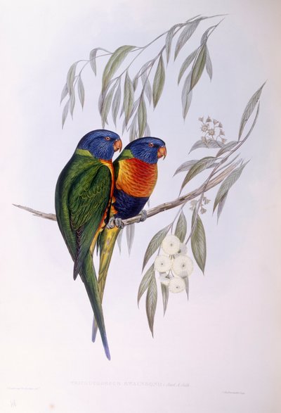 Utsmykket lorikeet (Trichoglossus ornatus), Gravering av John Gould av John Gould