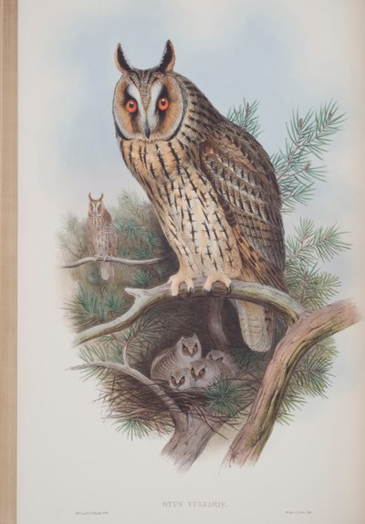 Otus Vulgaris, plate fra The Birds of Great Britain av John Gould, utgitt 1862-73 (håndfarget lito) av John Gould