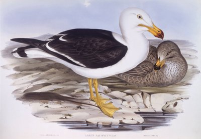 Stillehavsmåke (Larus pacificus), Gravering av John Gould av John Gould