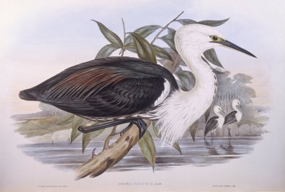 Stillehavshegre (Ardea pacifica), Gravering av John Gould av John Gould