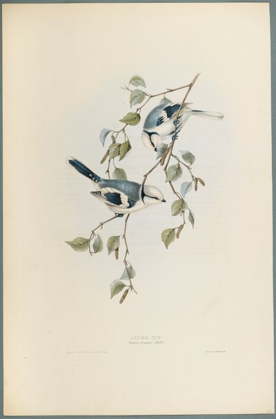 Parus Cyanus: Azurmeis (farge litho på vevd papir) av John Gould