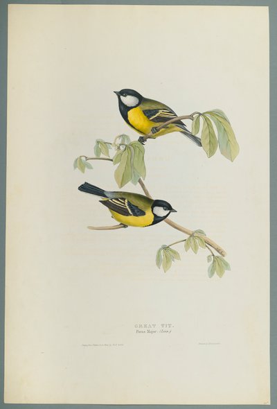 Parus Major: Pommemeis (fargelitho på vevd papir) av John Gould