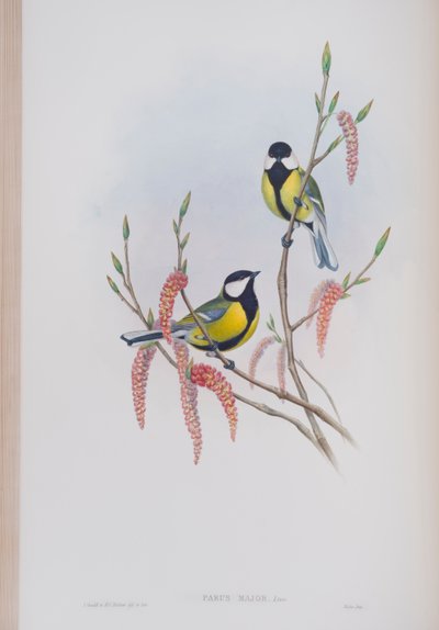 Parus Major, plate fra The Birds of Great Britain av John Gould, utgitt 1862-73 (håndfarget lito) av John Gould