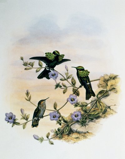Peacock Coquette (Lophornis pavoninus), gravering fra Monograph of Trochilidae or Humming Birds (1849-1861), av John Gould (1804-1881), Storbritannia av John Gould