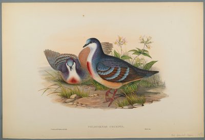 Philogoenas Cruenta (fargelitho på vevd papir) av John Gould