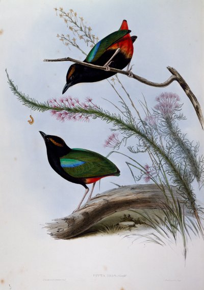 Rainbow Pitta (Pitta iris), gravering fra Birds of Australia av John Gould