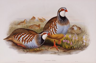 Rødbeinte rapphøns, 1862-73 av John Gould