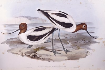 Rødhalset avoket (Recurvirostra novaehollandiae), gravering av John Gould av John Gould