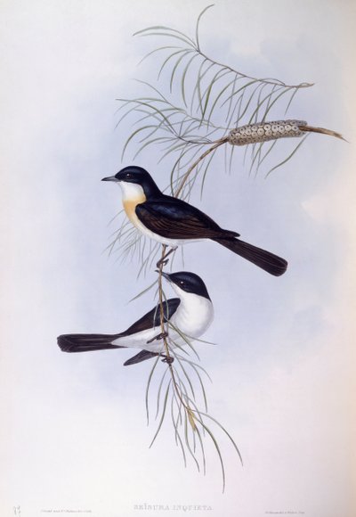 Rastløs fluesnapper (Myiagra inquieta), Gravering av John Gould av John Gould