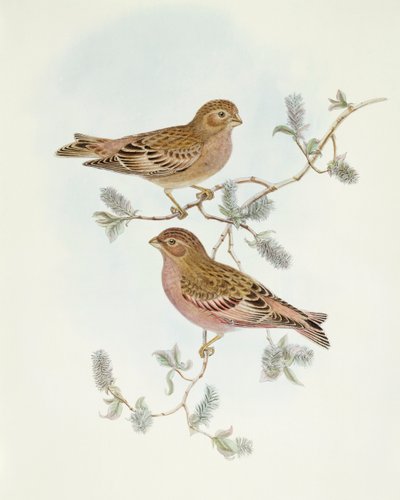 Rosenfink (Erythrospiza incarnata), Gravering av John Gould av John Gould