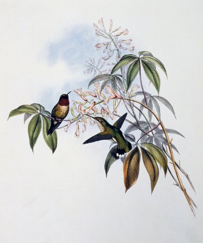 Ruby-throated Hummingbird (Archilochus colubris), gravering fra Monograph of Trochilidae eller Humming Birds (1849-1861), av John Gould (1804-1881), Storbritannia av John Gould
