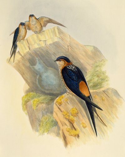 Rufous-bellied Swallow (Hirundo daurica), gravering av John Gould (1804-1881), Storbritannia av John Gould