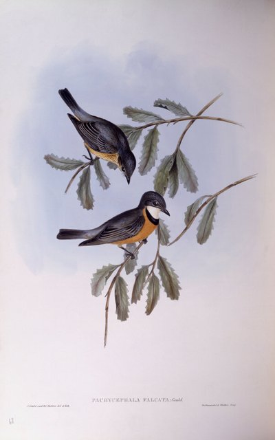 Rufous whistler (Pachycephala rufiventris), Gravering av John Gould av John Gould