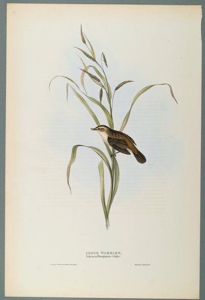 Salicaria Phragmatis: Sedge Warbler (fargelitho på vevd papir) av John Gould