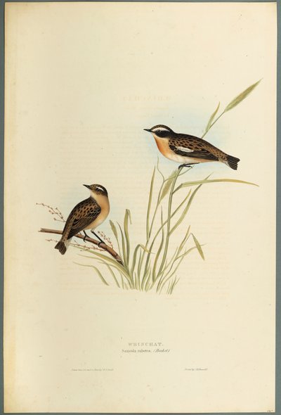Saxicola Rubetra - Whinchat (fargelitho på vevd papir) av John Gould