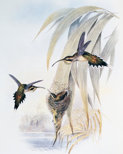 Eremitt med skjellhals (Phaethornis eurynome), gravering fra Monograph of Trochilidae eller Humming Birds (1849-1861), av John Gould (1804-1881), Storbritannia av John Gould