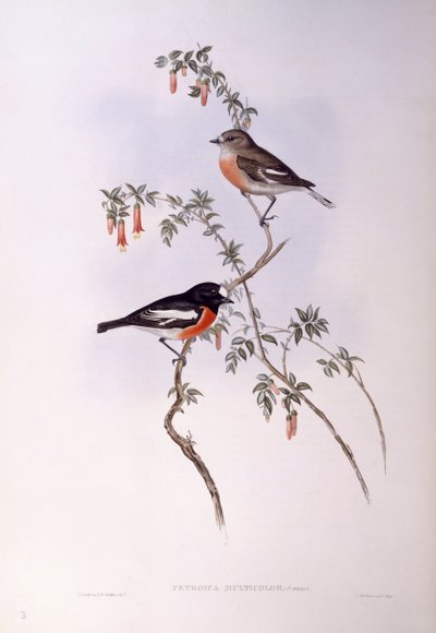 Scarlet robin (Petroica flerfarget), Gravering av John Gould av John Gould