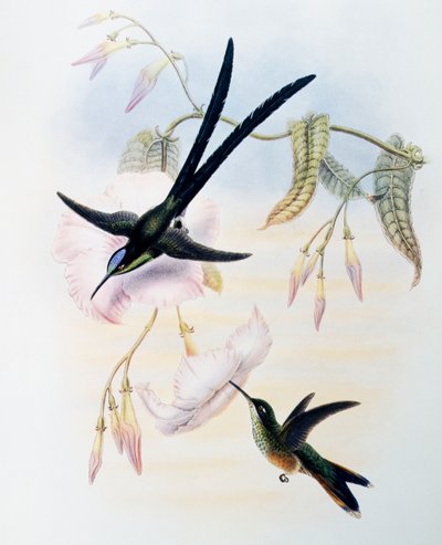 Sakshalekolibri (Hylonympha macrocerca), gravering fra Monograph of Trochilidae eller Humming Birds (1849-1861), av John Gould (1804-1881), Storbritannia av John Gould